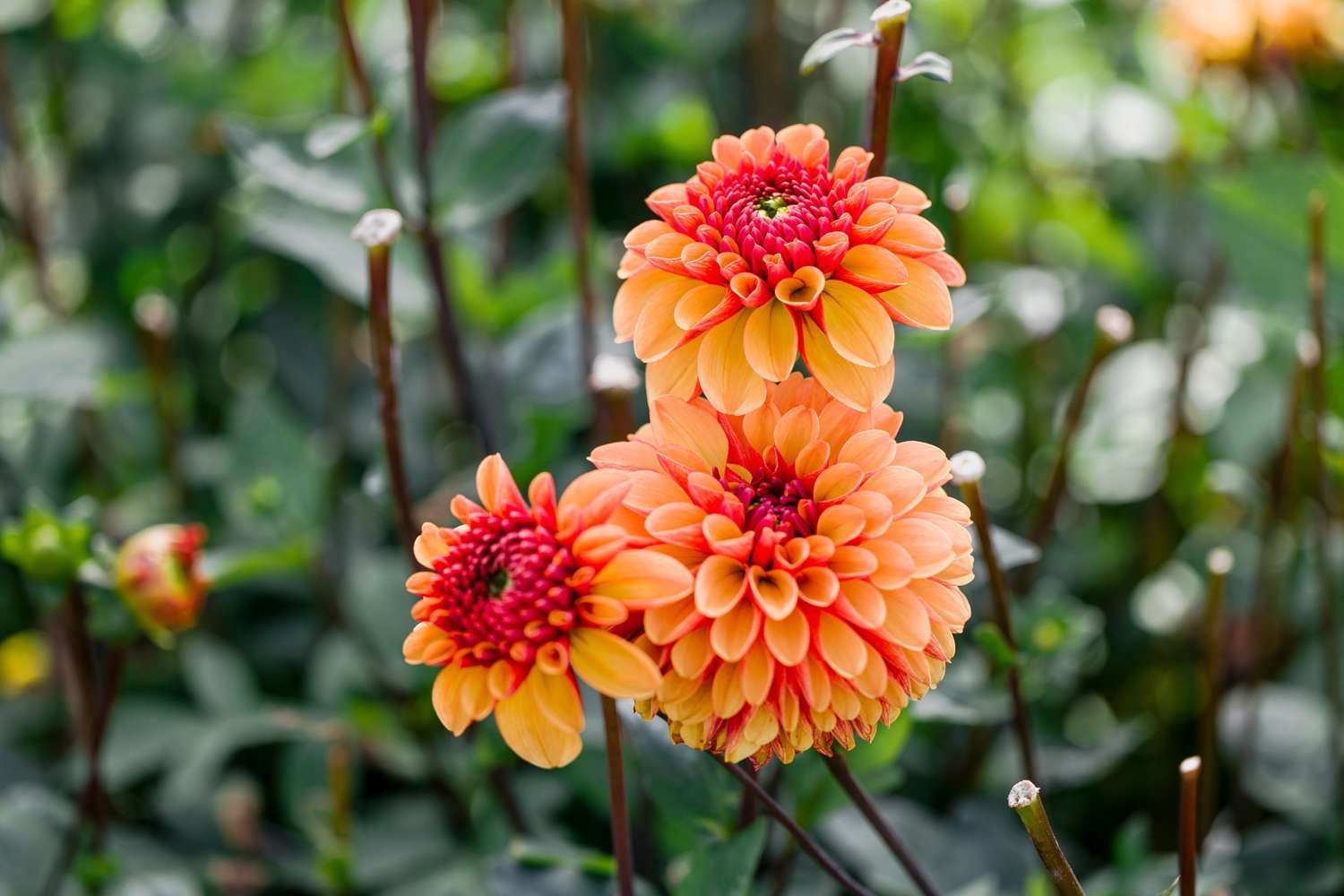 Dahlia 'American Sunset'